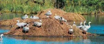 Sultanpur Bird Sanctuary